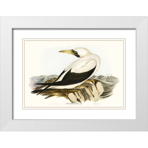 Majestic Waterbird VI White Modern Wood Framed Art Print with Double Matting by Gould, Elizabeth