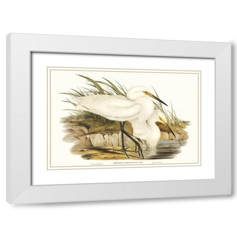 Waterbird Pairing I White Modern Wood Framed Art Print with Double Matting by Gould, Elizabeth