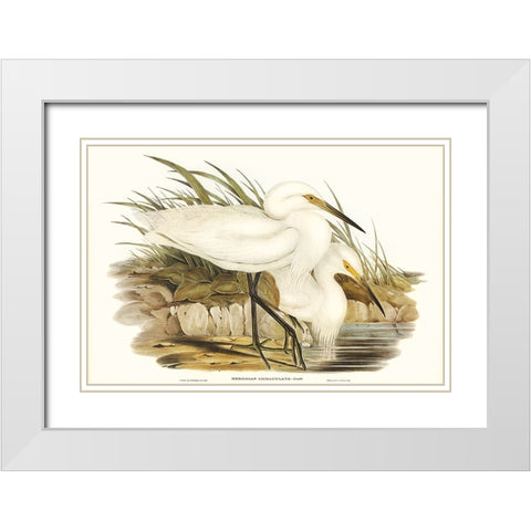 Waterbird Pairing I White Modern Wood Framed Art Print with Double Matting by Gould, Elizabeth