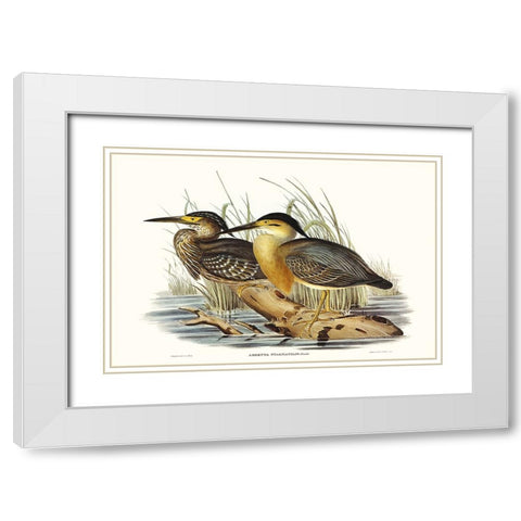 Waterbird Pairing IV White Modern Wood Framed Art Print with Double Matting by Gould, Elizabeth