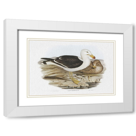 Seabird Pairing I White Modern Wood Framed Art Print with Double Matting by Gould, Elizabeth