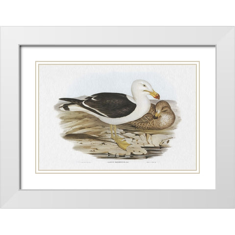 Seabird Pairing I White Modern Wood Framed Art Print with Double Matting by Gould, Elizabeth