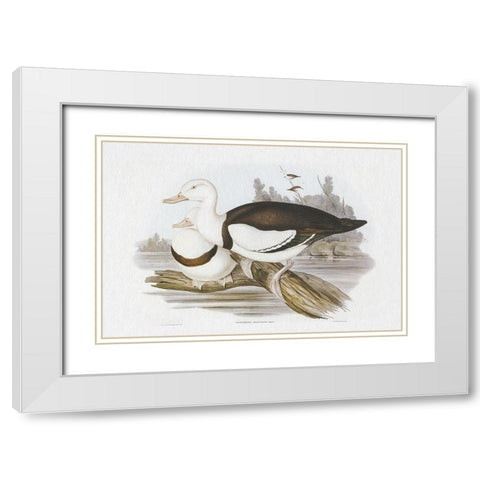 Seabird Pairing II White Modern Wood Framed Art Print with Double Matting by Gould, Elizabeth