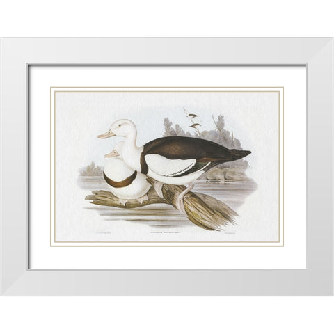 Seabird Pairing II White Modern Wood Framed Art Print with Double Matting by Gould, Elizabeth