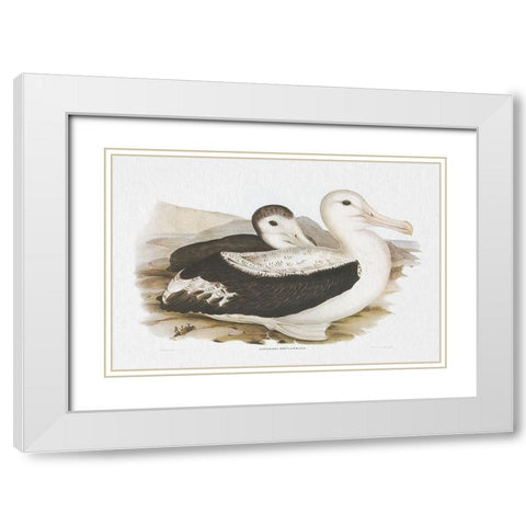 Seabird Pairing III White Modern Wood Framed Art Print with Double Matting by Gould, Elizabeth
