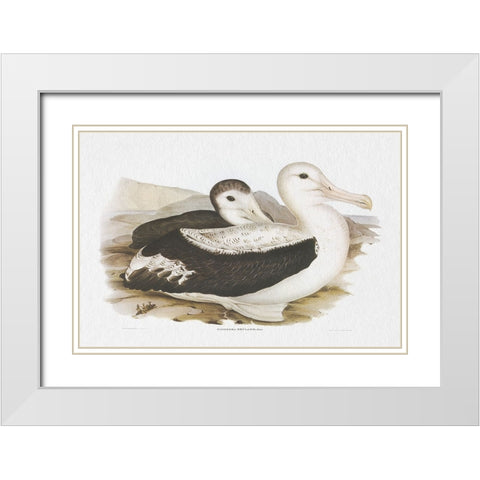 Seabird Pairing III White Modern Wood Framed Art Print with Double Matting by Gould, Elizabeth