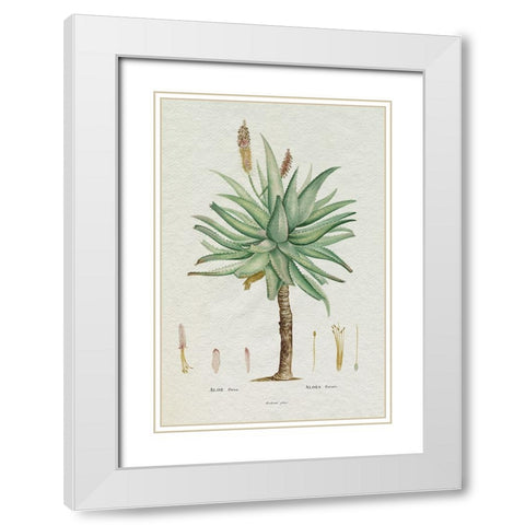 Redoute Succulent I White Modern Wood Framed Art Print with Double Matting by Redoute, Pierre