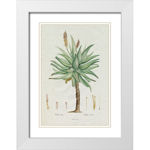 Redoute Succulent I White Modern Wood Framed Art Print with Double Matting by Redoute, Pierre