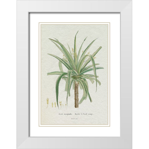 Redoute Succulent II White Modern Wood Framed Art Print with Double Matting by Redoute, Pierre