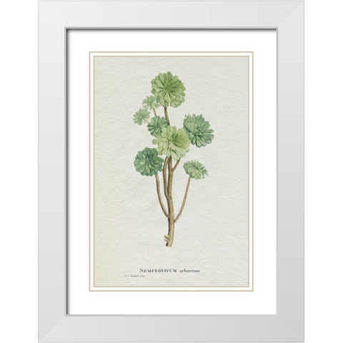 Redoute Succulent III White Modern Wood Framed Art Print with Double Matting by Redoute, Pierre