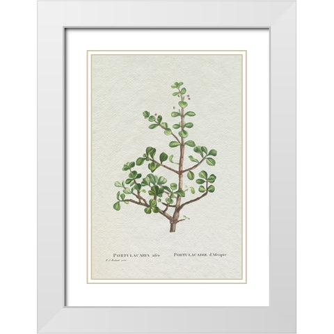 Redoute Succulent IV White Modern Wood Framed Art Print with Double Matting by Redoute, Pierre