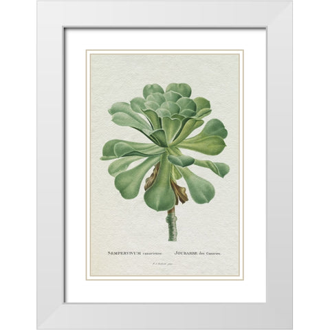 Redoute Succulent V White Modern Wood Framed Art Print with Double Matting by Redoute, Pierre