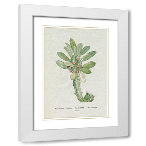 Redoute Succulent VI White Modern Wood Framed Art Print with Double Matting by Redoute, Pierre