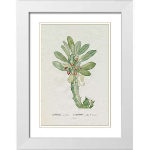 Redoute Succulent VI White Modern Wood Framed Art Print with Double Matting by Redoute, Pierre