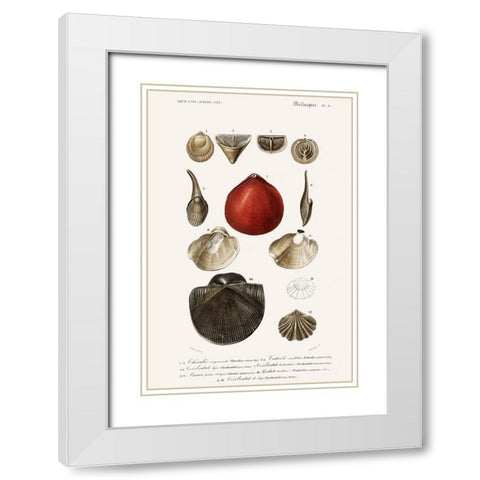 DOrbigny Sealife I White Modern Wood Framed Art Print with Double Matting by D Orbigny, M. Charles