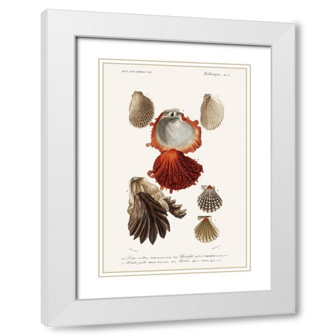 DOrbigny Sealife II White Modern Wood Framed Art Print with Double Matting by D Orbigny, M. Charles