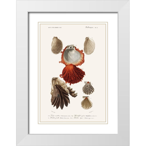 DOrbigny Sealife II White Modern Wood Framed Art Print with Double Matting by D Orbigny, M. Charles