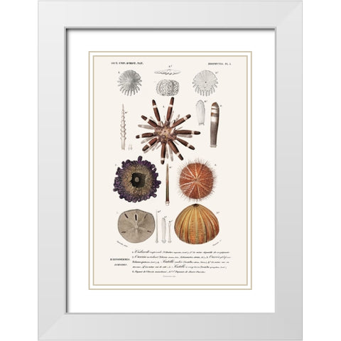 DOrbigny Sealife IV White Modern Wood Framed Art Print with Double Matting by D Orbigny, M. Charles