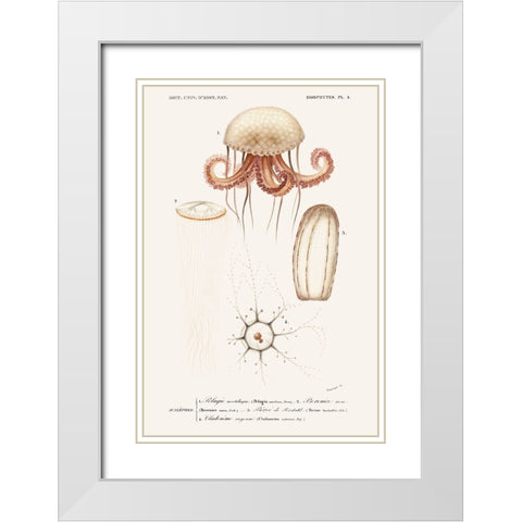 DOrbigny Sealife VI White Modern Wood Framed Art Print with Double Matting by D Orbigny, M. Charles