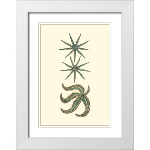 Custom Aquamarine Starfish II White Modern Wood Framed Art Print with Double Matting by Vision Studio