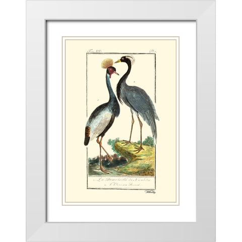Custom Buffon Cranes And Herons II White Modern Wood Framed Art Print with Double Matting by Buffon