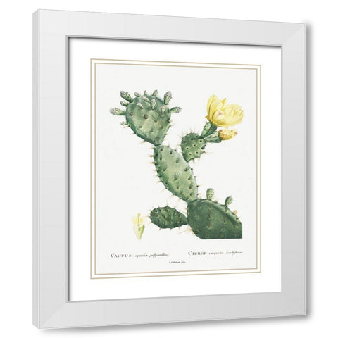 Redoute Cactus I White Modern Wood Framed Art Print with Double Matting by Redoute, Pierre