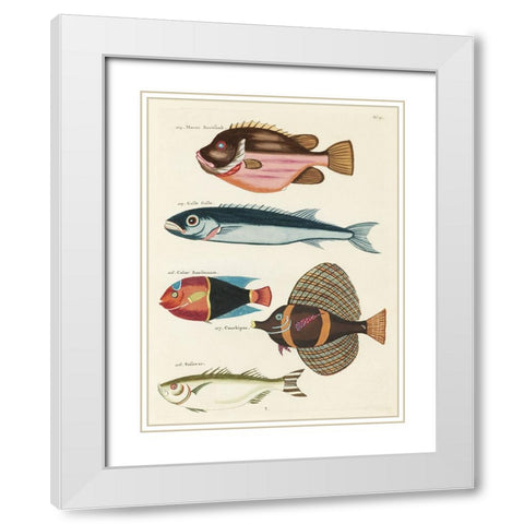 Renard Tropical Fish IV White Modern Wood Framed Art Print with Double Matting by Renard, Louis