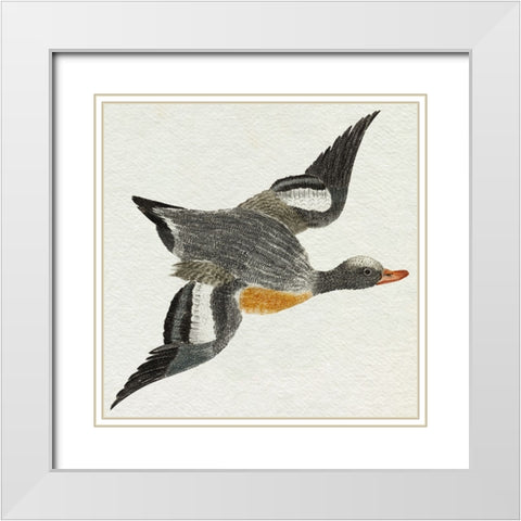 Flying Ducks I White Modern Wood Framed Art Print with Double Matting by Teyler, Johan