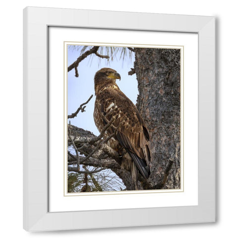 Juvenile Bald Eagle White Modern Wood Framed Art Print with Double Matting by Drost, David