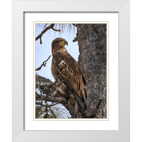 Juvenile Bald Eagle White Modern Wood Framed Art Print with Double Matting by Drost, David