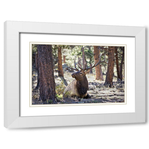 Elk in the Woods White Modern Wood Framed Art Print with Double Matting by Drost, David