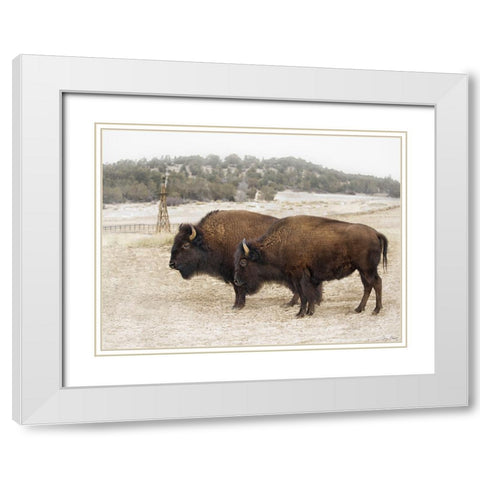 Twin Buffalo White Modern Wood Framed Art Print with Double Matting by Drost, David