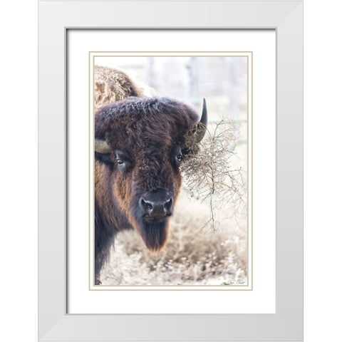 Standing Buffalo I White Modern Wood Framed Art Print with Double Matting by Drost, David