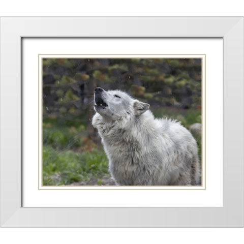 Howling Wolf White Modern Wood Framed Art Print with Double Matting by Drost, David
