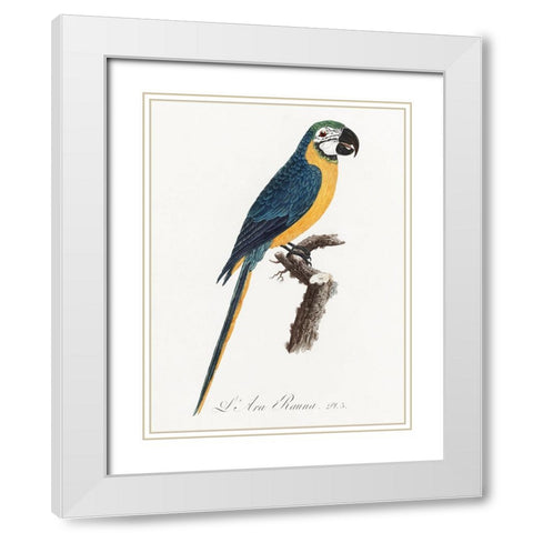 Levaillant Parrot I White Modern Wood Framed Art Print with Double Matting by Levaillant, Francois