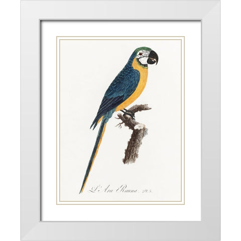 Levaillant Parrot I White Modern Wood Framed Art Print with Double Matting by Levaillant, Francois