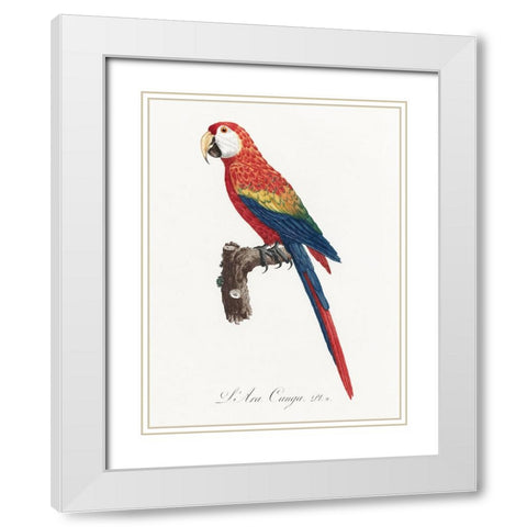 Levaillant Parrot II White Modern Wood Framed Art Print with Double Matting by Levaillant, Francois
