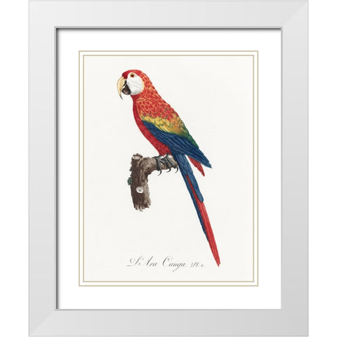 Levaillant Parrot II White Modern Wood Framed Art Print with Double Matting by Levaillant, Francois