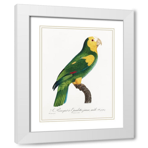 Levaillant Parrot III White Modern Wood Framed Art Print with Double Matting by Levaillant, Francois