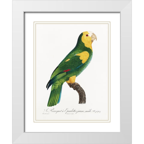 Levaillant Parrot III White Modern Wood Framed Art Print with Double Matting by Levaillant, Francois