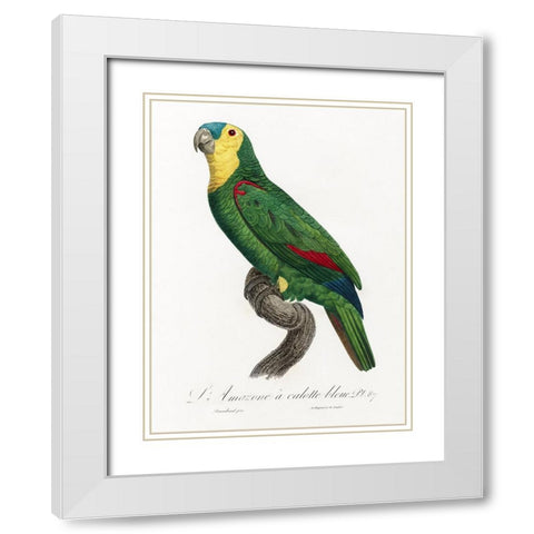 Levaillant Parrot IV White Modern Wood Framed Art Print with Double Matting by Levaillant, Francois