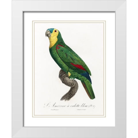Levaillant Parrot IV White Modern Wood Framed Art Print with Double Matting by Levaillant, Francois