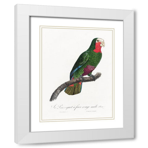 Levaillant Parrot V White Modern Wood Framed Art Print with Double Matting by Levaillant, Francois