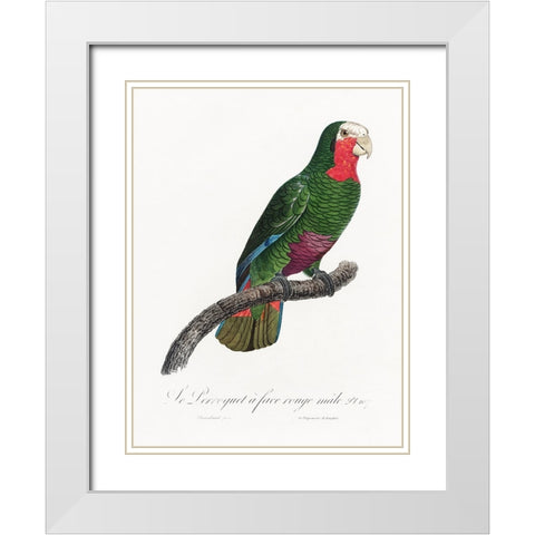 Levaillant Parrot V White Modern Wood Framed Art Print with Double Matting by Levaillant, Francois