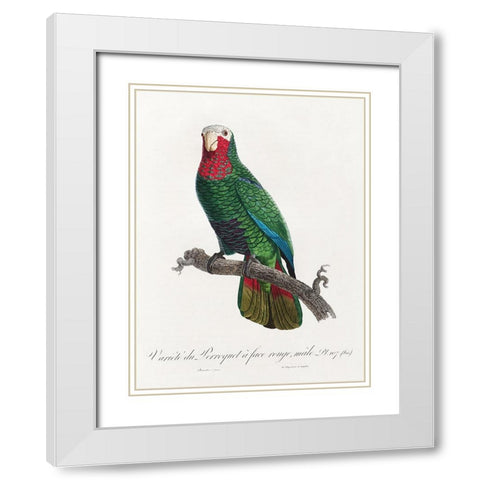 Levaillant Parrot VI White Modern Wood Framed Art Print with Double Matting by Levaillant, Francois
