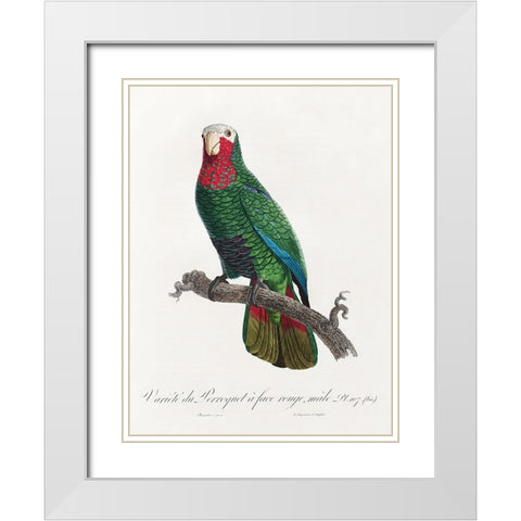 Levaillant Parrot VI White Modern Wood Framed Art Print with Double Matting by Levaillant, Francois
