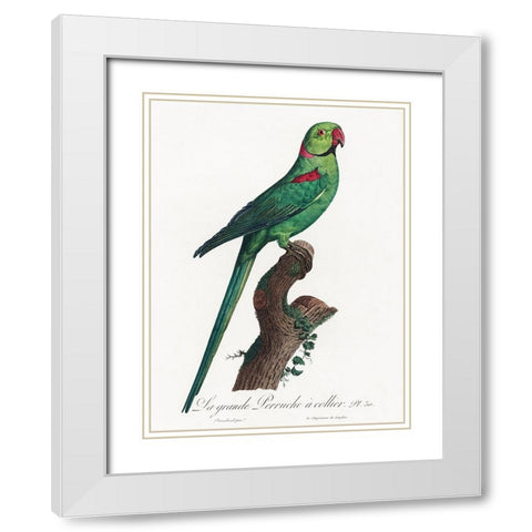 Levaillant Parrot VII White Modern Wood Framed Art Print with Double Matting by Levaillant, Francois