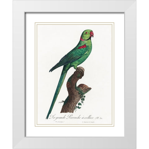 Levaillant Parrot VII White Modern Wood Framed Art Print with Double Matting by Levaillant, Francois
