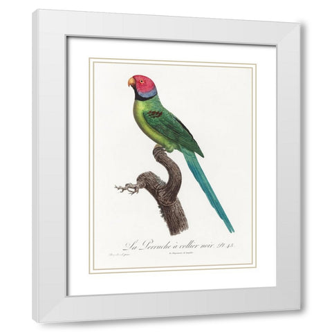 Levaillant Parrot VIII White Modern Wood Framed Art Print with Double Matting by Levaillant, Francois