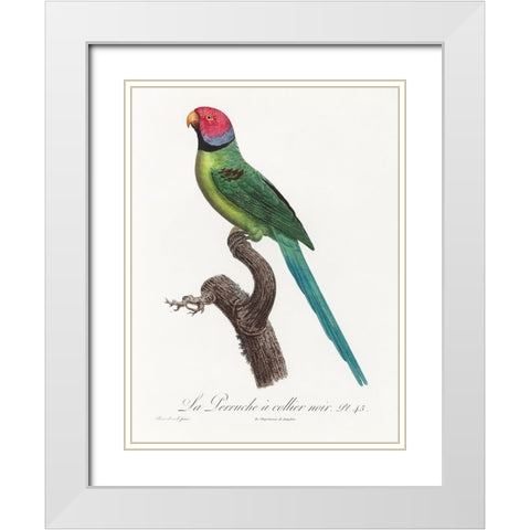 Levaillant Parrot VIII White Modern Wood Framed Art Print with Double Matting by Levaillant, Francois